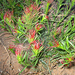 Acalypha angustata